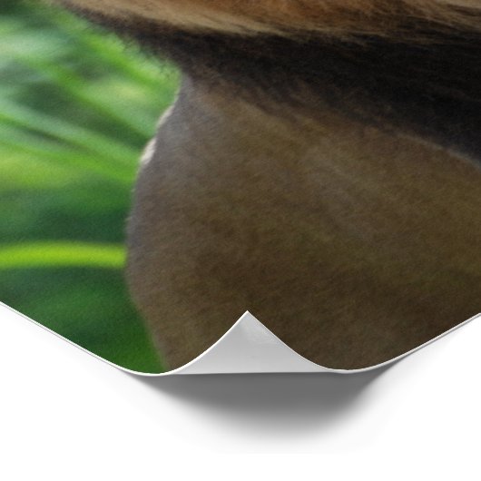 Regal Lion Poster (Ecke)