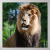 Regal Lion Poster (Vorne)
