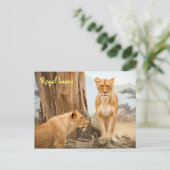 Regal Lions Postcard Postkarte (Stehend Vorderseite)
