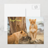 Regal Lions Postcard Postkarte (Vorne/Hinten)