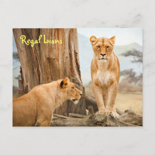 Regal Lions Postcard Postkarte