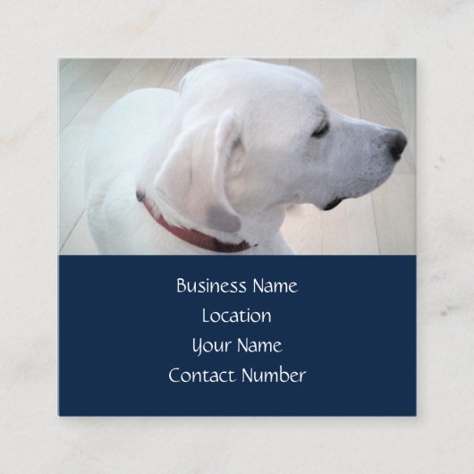 Regal Niedlich White Labrador Mix Dog Profil Blau Quadratische Visitenkarte (Vorderseite)