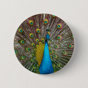 Regal Peacock Bird mit Aquamarinem und Goldplumage Button