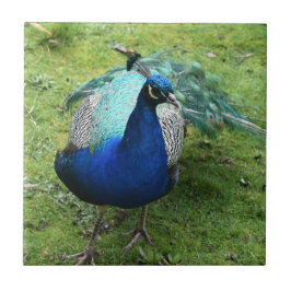 Regal Peacock Power  Fliese