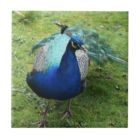 Regal Peacock Power Fliese (Vorderseite)