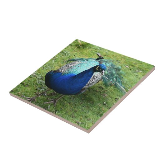 Regal Peacock Power  Fliese (Seite)