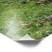 Regal Peacock Power Fotodruck (Ecke)