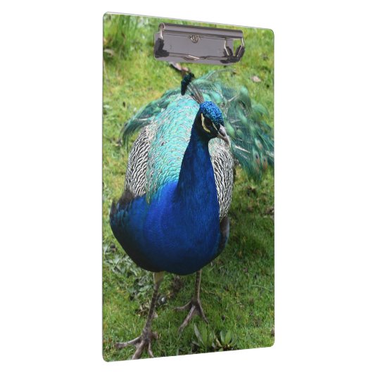 Regal Peacock Power Klemmbrett (Rechts)