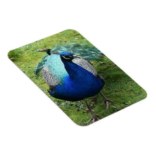 Regal Peacock Power Magnet (Rechte Seite)
