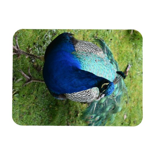 Regal Peacock Power Magnet (Horizontal)