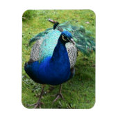 Regal Peacock Power Magnet (Vertikal)