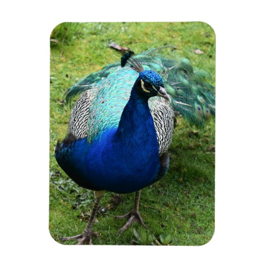 Regal Peacock Power Magnet (Vertikal)