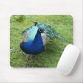 Regal Peacock Power Mousepad (Mit Mouse)