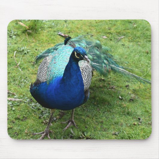 Regal Peacock Power Mousepad (Vorne)