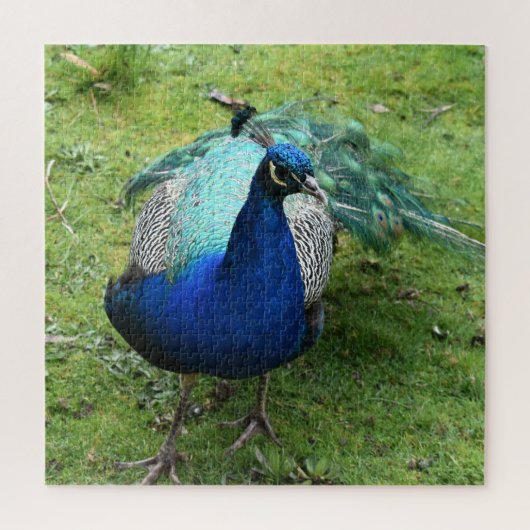 Regal Peacock Power Puzzle (Vertikal)