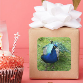 Regal Peacock Power  Quadratischer Aufkleber