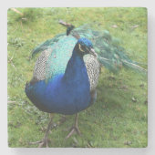 Regal Peacock Power  Steinuntersetzer (Vorderseite)