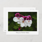 Regal Pelargonium Collectible Postcard Postkarte (Vorne/Hinten)