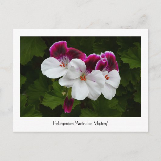 Regal Pelargonium Collectible Postcard Postkarte (Vorderseite)