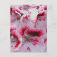 Regal Pelargonium Postcard
