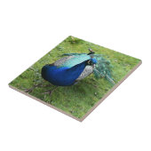 Regal Pfau Power Fliese (Seite)
