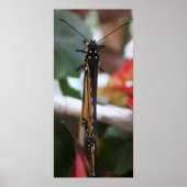 Regal Posed Monarch Poster (Vorne)