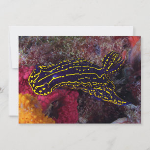 Regal Sea Goddess NudiBranch Felimare picta