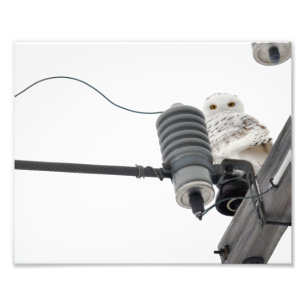 Regal Snowy - 8 x 10 Foto Print