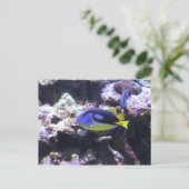 Regal Tang & Kaiser Angelfish Postkarte (Stehend Vorderseite)