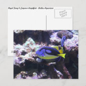 Regal Tang & Kaiser Angelfish Postkarte (Vorne/Hinten)