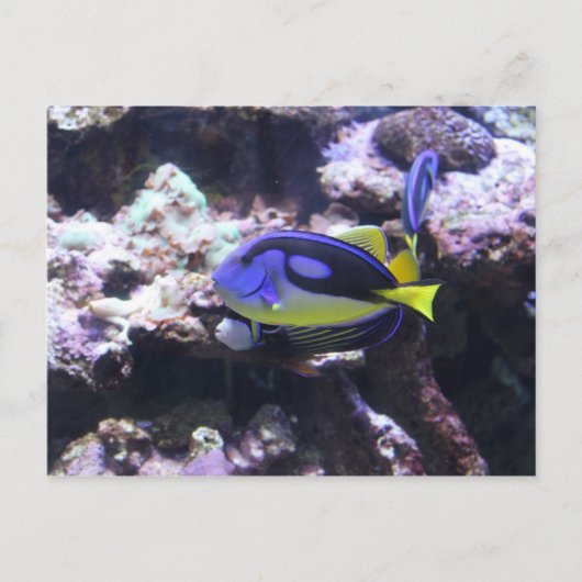 Regal Tang & Kaiser Angelfish Postkarte (Vorderseite)
