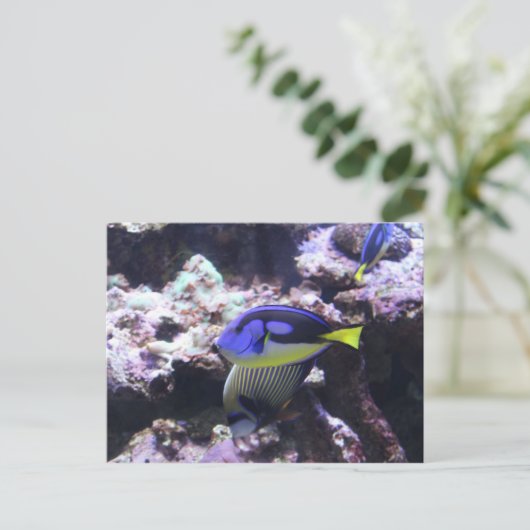 Regal Tang und Kaiser Angelfish # 2 Postkarte (Stehend Vorderseite)