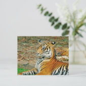 Regal Tiger Postkarte (Stehend Vorderseite)