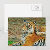Regal Tiger Postkarte (Vorne/Hinten)