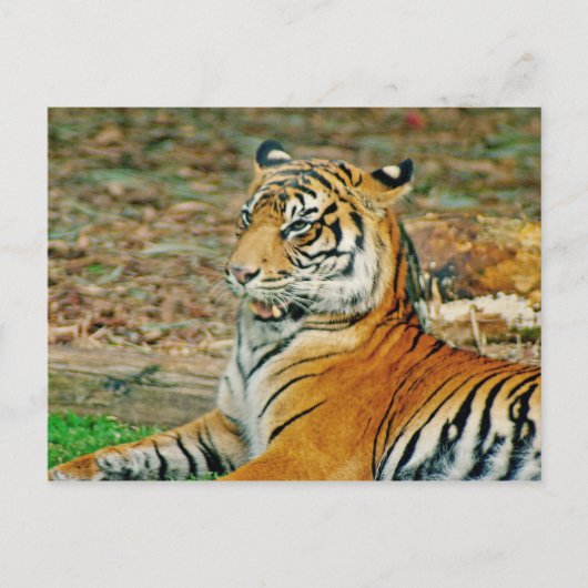 Regal Tiger Postkarte (Vorderseite)