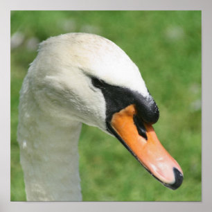 Regal White Swan Natur  Poster