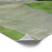 Regal White Swan Nature Poster (Ecke)