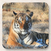 Regall Getränkeuntersetzer (Vorderseite)