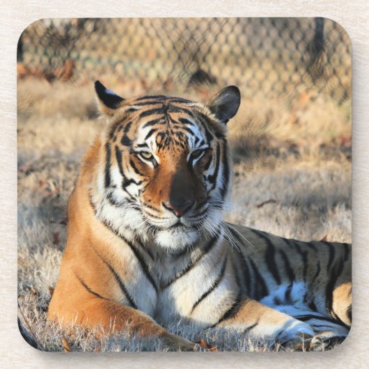 Regall Getränkeuntersetzer (Vorderseite)