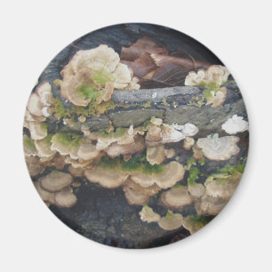 Regalpilz-Kolonie-Magnet Magnet