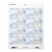 Regalweiße Katze (Vorne)