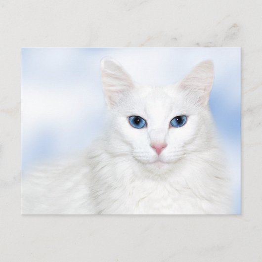 Regalweiße Katze Postkarte (Vorderseite)