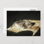 Regel für coole Katzen Postkarte (Vorne/Hinten)