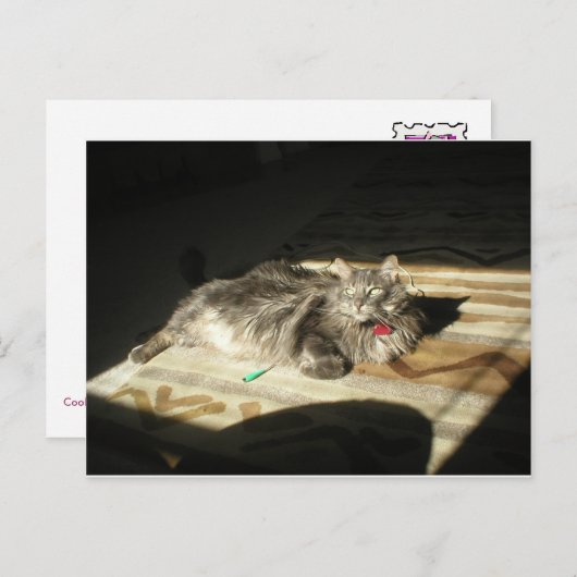 Regel für coole Katzen Postkarte (Vorne/Hinten)