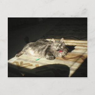 Regel für coole Katzen Postkarte