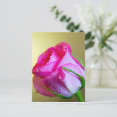 Regen Drop Kisses of Nature auf rosa Rose Postkarte (Stehend Vorderseite)