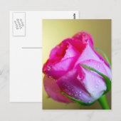 Regen Drop Kisses of Nature auf rosa Rose Postkarte (Vorne/Hinten)