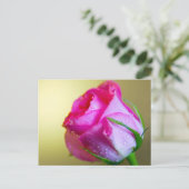 Regen Drop Kisses of Nature auf rosa Rose Postkarte (Stehend Vorderseite)