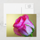 Regen Drop Kisses of Nature auf rosa Rose Postkarte (Vorne/Hinten)