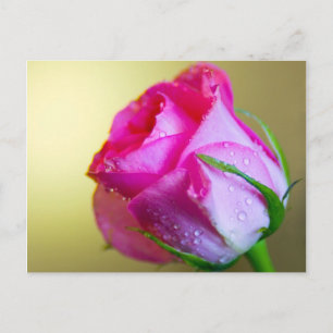 Regen Drop Kisses of Nature auf rosa Rose Postkarte